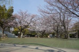 桜広場