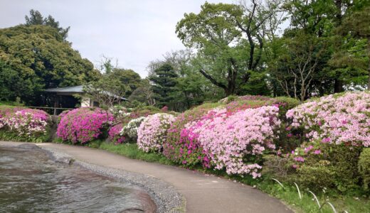 西葛西のつつじスポットを探索してみたよ♪